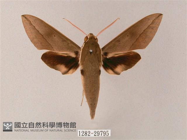 藏斜紋天蛾藏品圖，第1張