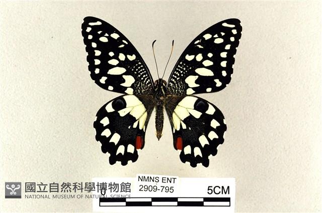 花鳳蝶、無尾鳳蝶藏品圖，第1張