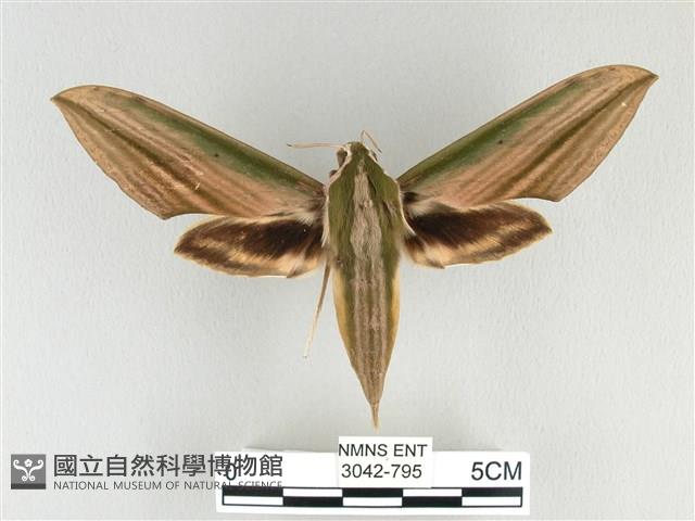 棕綠背線天蛾藏品圖，第1張