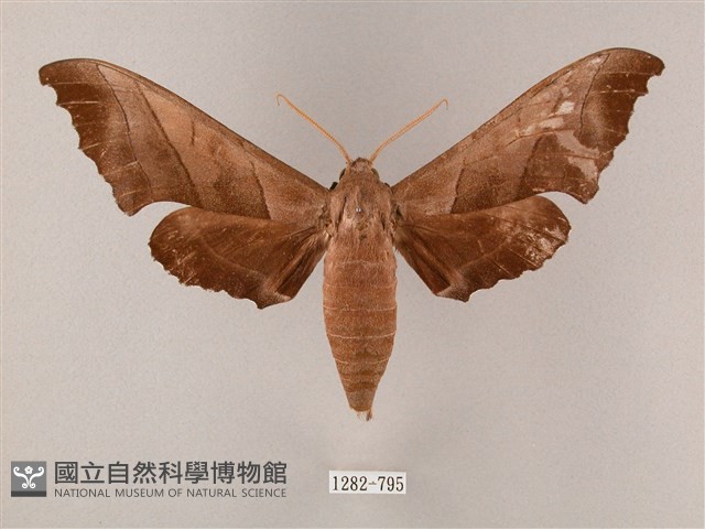 齒翅三線天蛾藏品圖，第1張