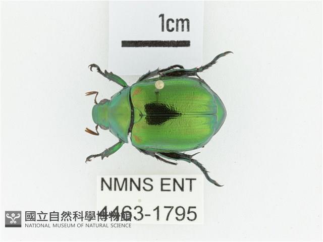 艷金龜藏品圖，第1張