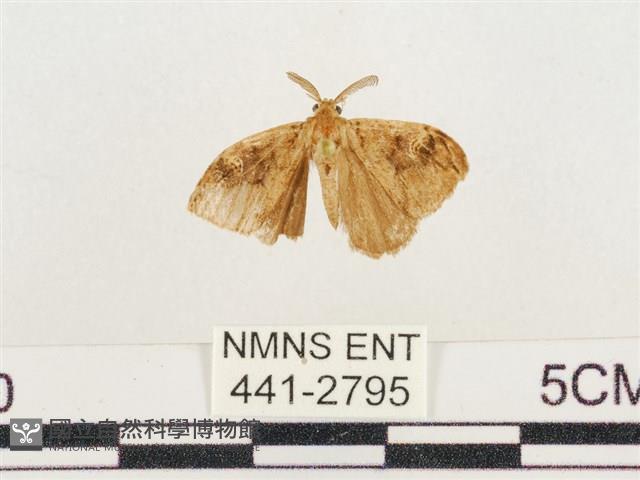 小白紋毒蛾藏品圖，第1張