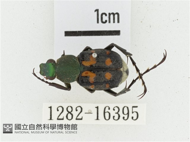 黃肩長腳花金龜藏品圖，第1張