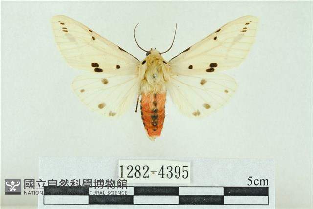 菊池污燈蛾藏品圖，第1張