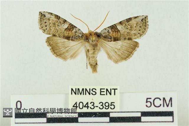 帶波紋蛾藏品圖，第1張