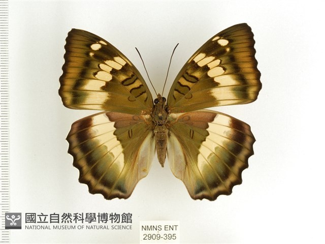 臺灣翠蛺蝶藏品圖，第1張