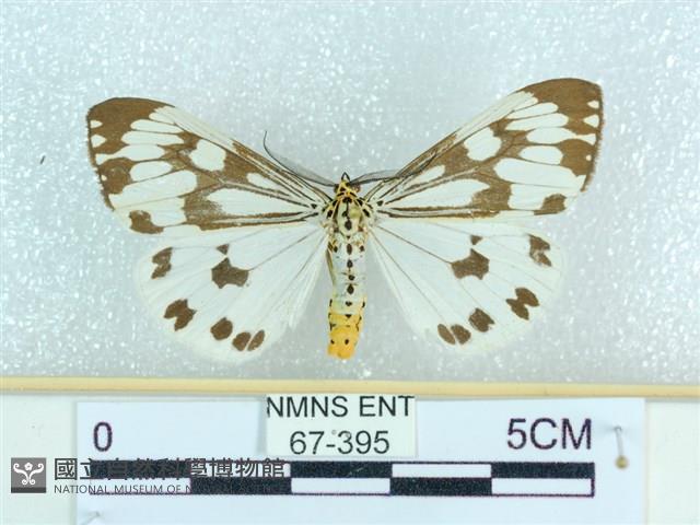 粉蝶燈蛾藏品圖，第1張