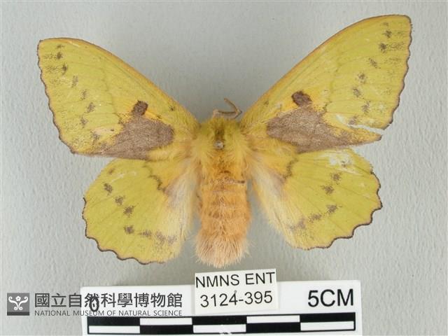 青枯葉蛾藏品圖，第1張