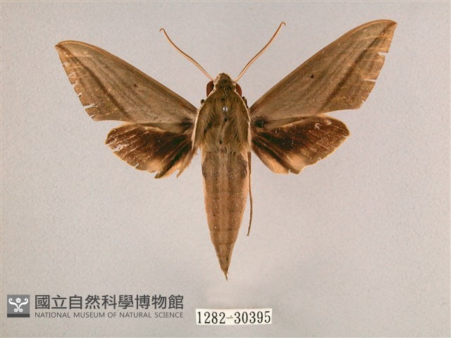背帶斜紋天蛾藏品圖，第1張