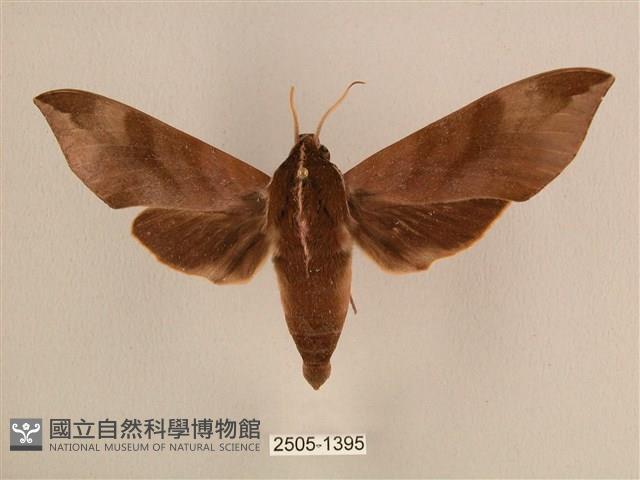 背中白天蛾藏品圖，第1張