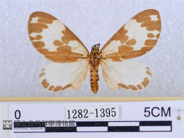 後凸蝶燈蛾藏品圖，第1張