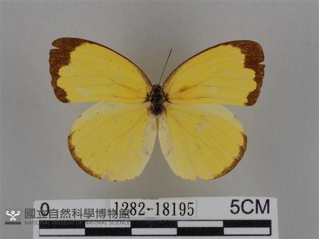 亮色黃蝶藏品圖，第1張