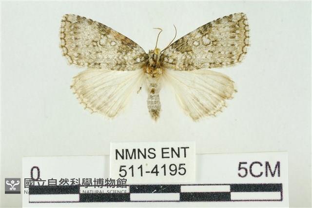 臺灣銀斑異波紋蛾藏品圖，第1張