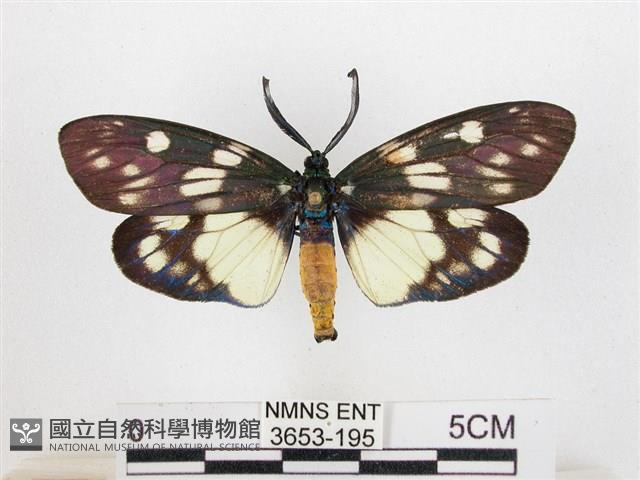 蓬萊茶斑蛾藏品圖，第1張