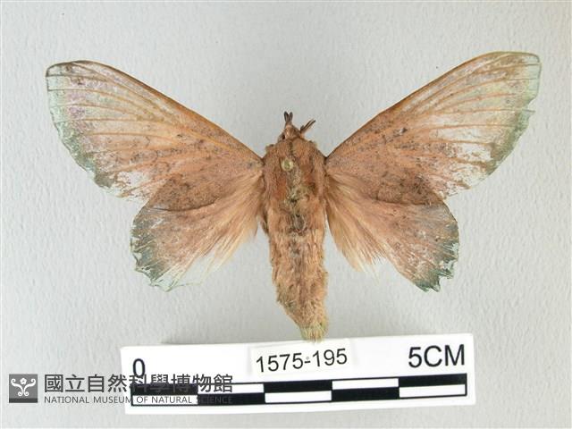 登錄號:001575-00195藏品圖，第1張