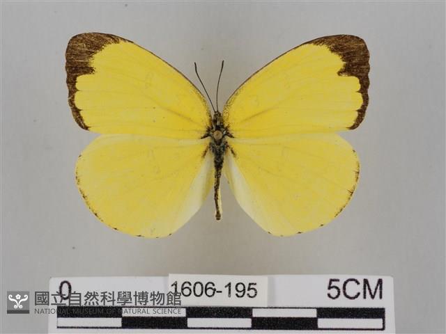 亮色黃蝶藏品圖，第1張