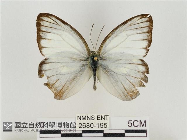 淡褐脈粉蝶藏品圖，第1張