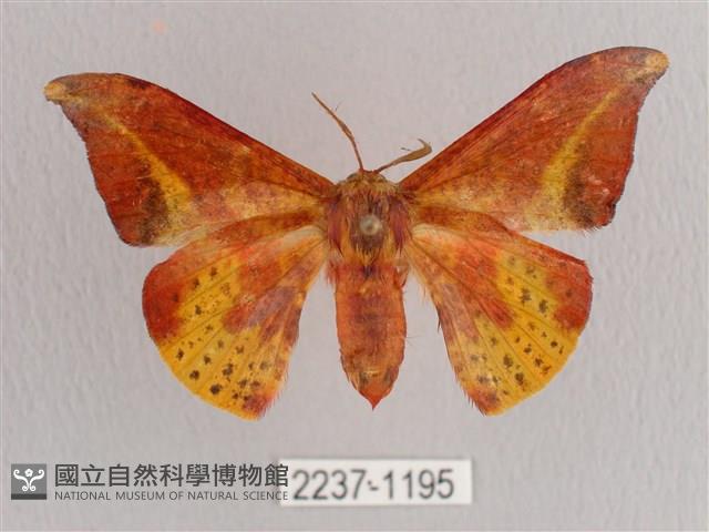 鉛斑帶鉤蛾藏品圖，第1張