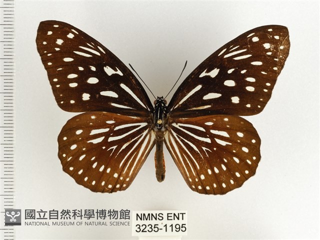 小紋青斑蝶藏品圖，第1張