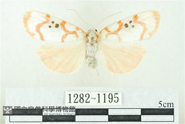 臺雪苔蛾藏品圖，第1張