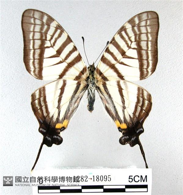劍鳳蝶藏品圖，第1張