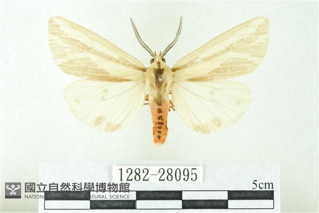 赭新污燈蛾藏品圖，第1張