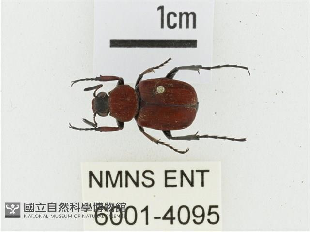 血紅虎斑花金龜藏品圖，第1張