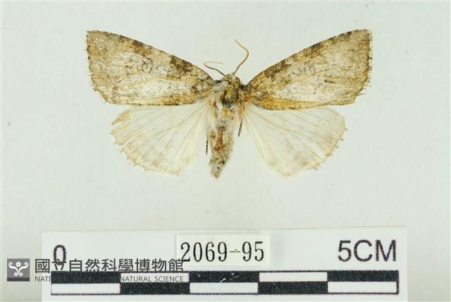 臺灣銀斑異波紋蛾藏品圖，第1張