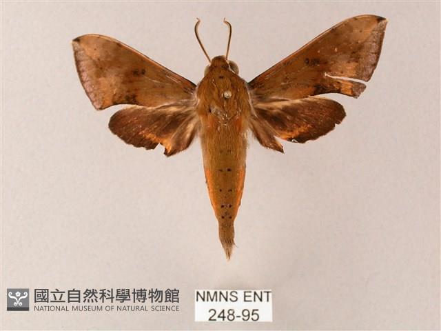 臺灣白肩天蛾藏品圖，第1張