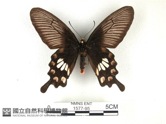 紅珠鳳蝶藏品圖，第1張