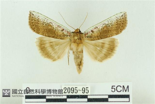 臺洒波紋蛾藏品圖，第1張