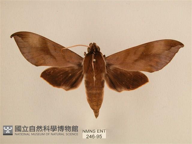 背中白天蛾藏品圖，第1張