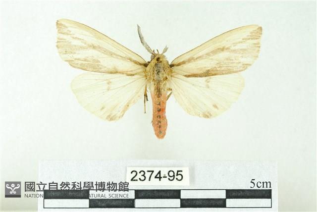 赭新污燈蛾藏品圖，第1張