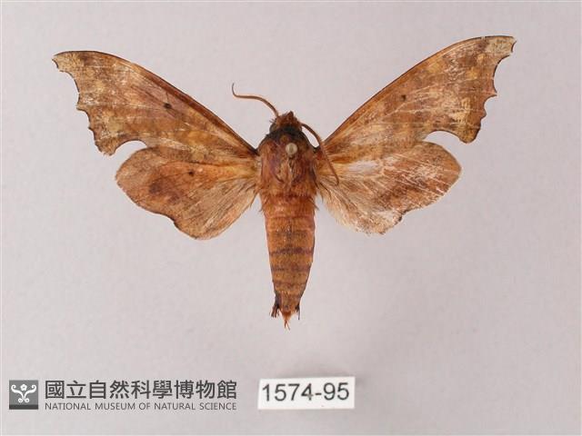 黃斑索天蛾藏品圖，第1張