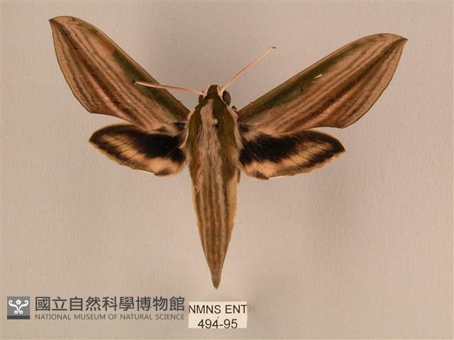 棕綠背線天蛾藏品圖，第1張