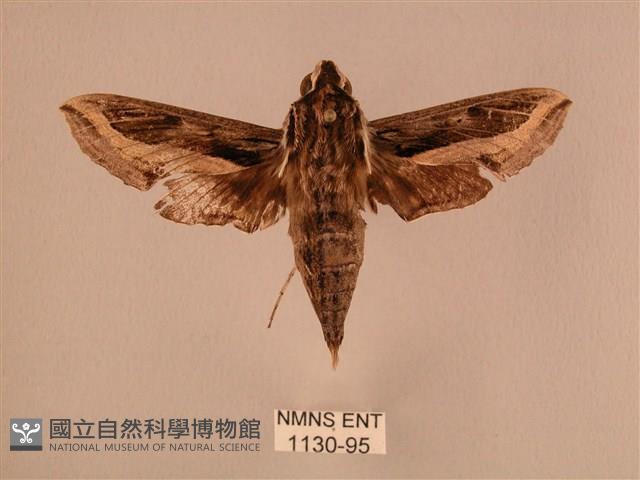 斜線天蛾藏品圖，第1張