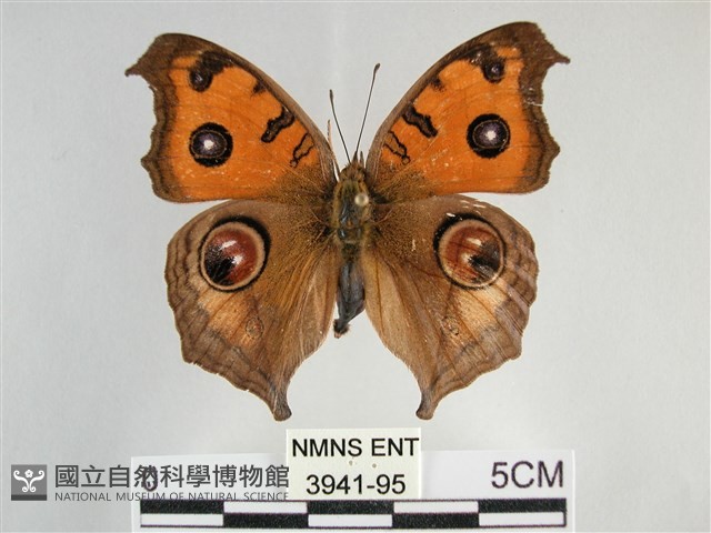眼蛺蝶、孔雀蛺蝶藏品圖，第1張