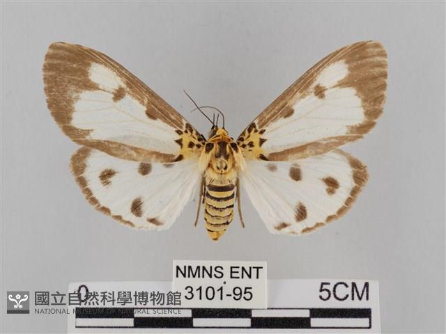 長斑擬燈蛾藏品圖，第1張