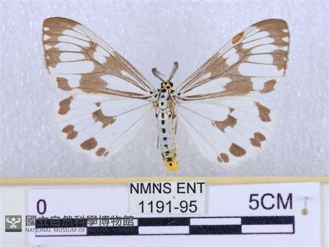粉蝶燈蛾藏品圖，第1張