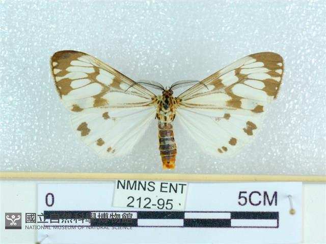 粉蝶燈蛾藏品圖，第1張