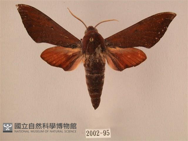 赭色斜帶天蛾藏品圖，第1張