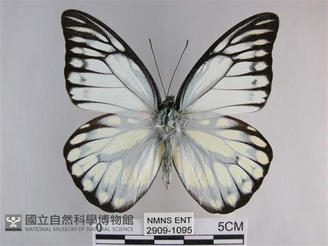 鋸粉蝶藏品圖，第1張