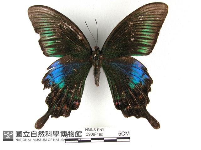 翠鳳蝶蘭嶼亞種藏品圖，第1張