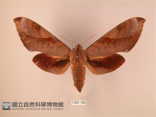 波紋豆天蛾藏品圖，第1張