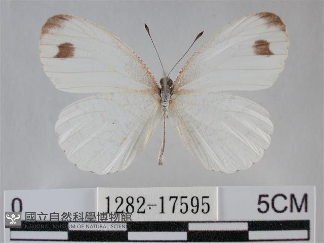 纖粉蝶、黑點粉蝶藏品圖，第1張