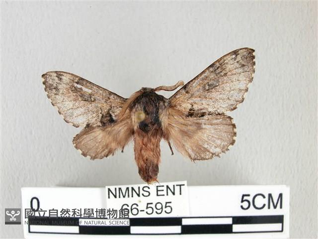 銀肩枯葉蛾藏品圖，第1張