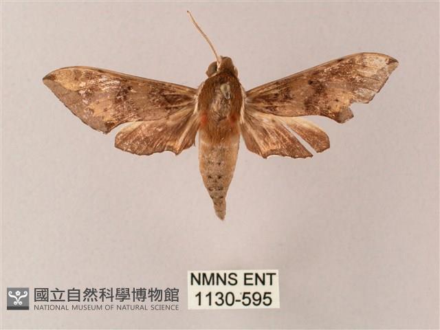 雙斑白肩天蛾藏品圖，第1張