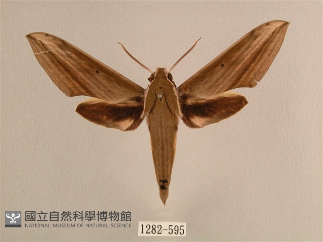 背線天蛾藏品圖，第1張