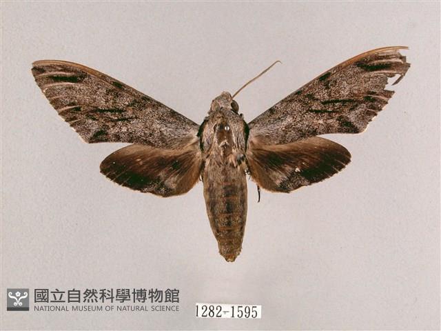 細斜紋霜天蛾藏品圖，第1張