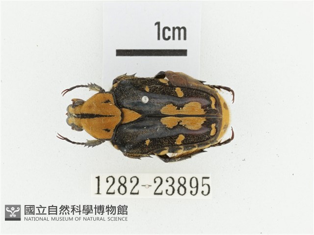 黃斑陷紋金龜藏品圖，第1張